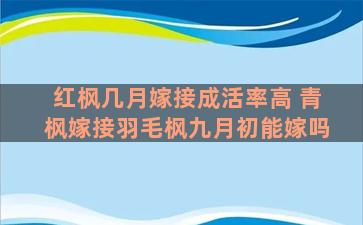 红枫几月嫁接成活率高 青枫嫁接羽毛枫九月初能嫁吗